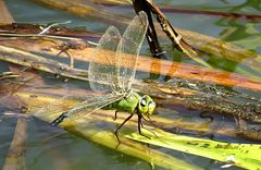 --- Große Königslibelle (Anax imperator) ---