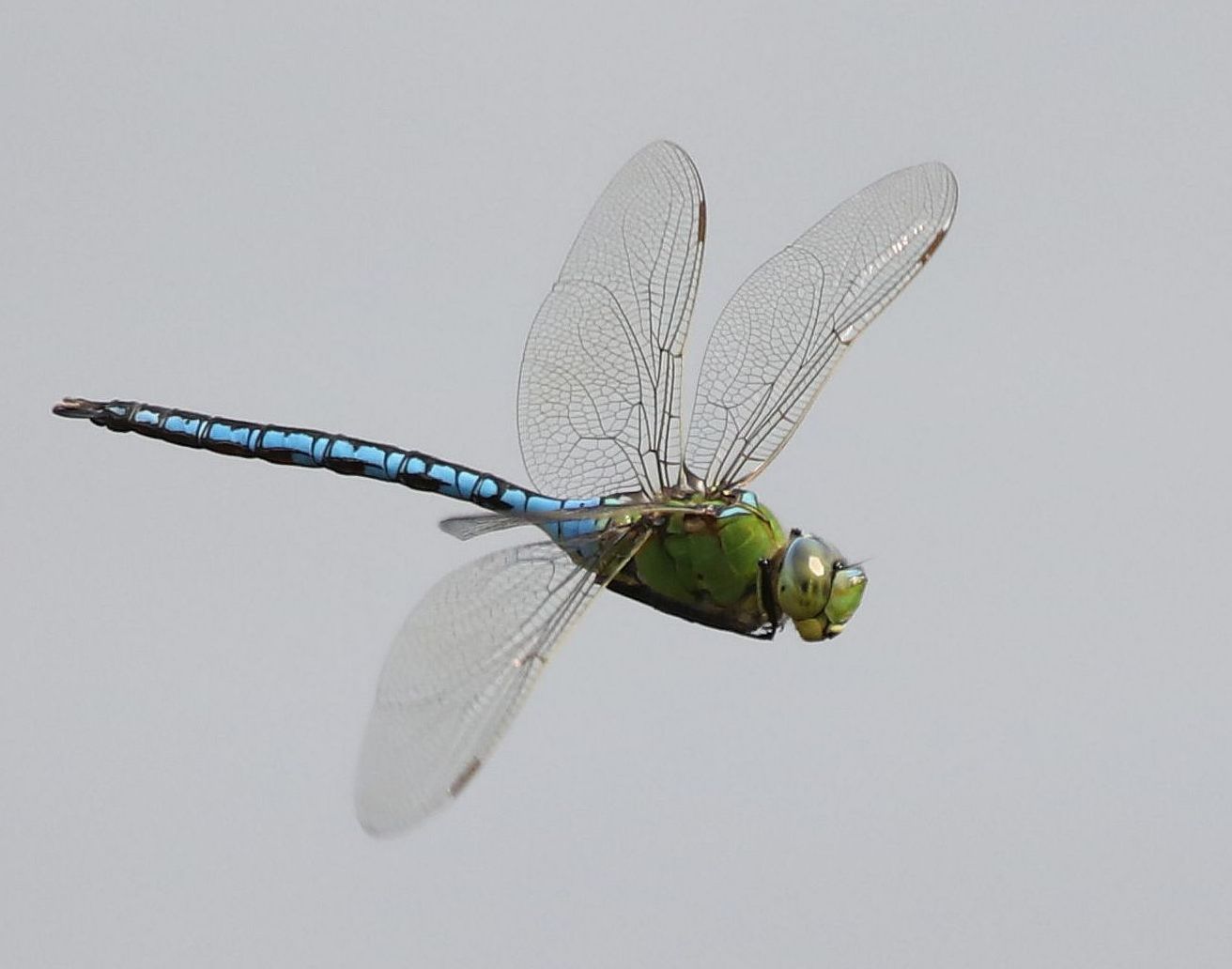 Große Königslibelle (Anax imperator)