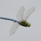 Große Königslibelle (Anax imperator)