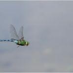 große königslibelle (anax imperator)......