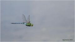 große königslibelle (anax imperator)......