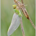 Große Königslibelle (Anax imperator)