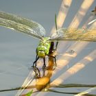 --- Große Königslibelle (Anax imperator) ---