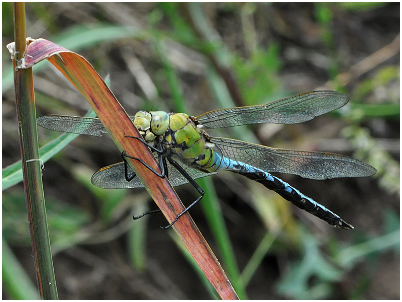 Große Königslibelle - Anax imperator