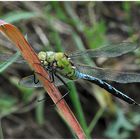 Große Königslibelle - Anax imperator