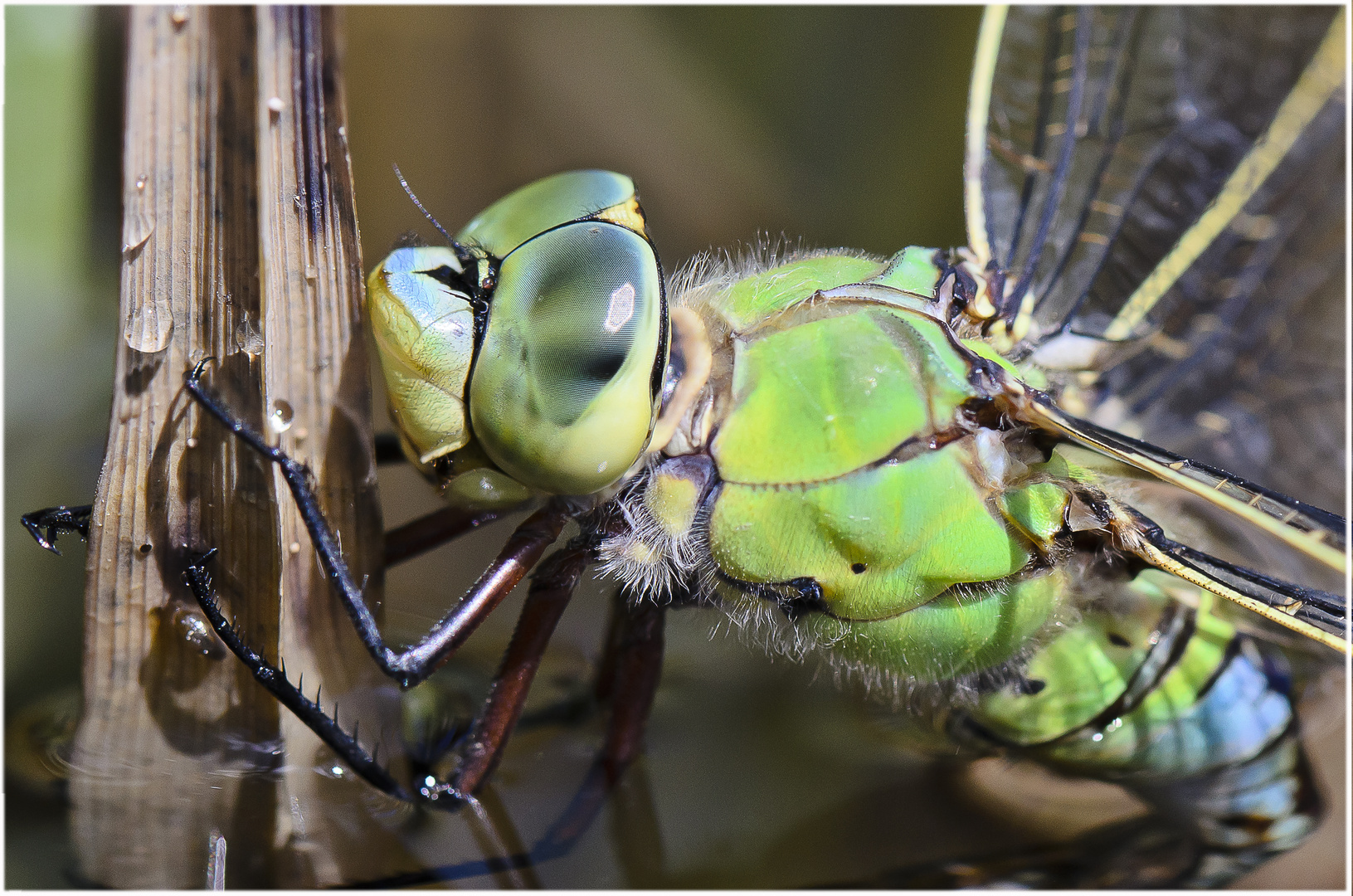 Große Königslibelle (Anax imperator)