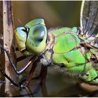 Große Königslibelle (Anax imperator)