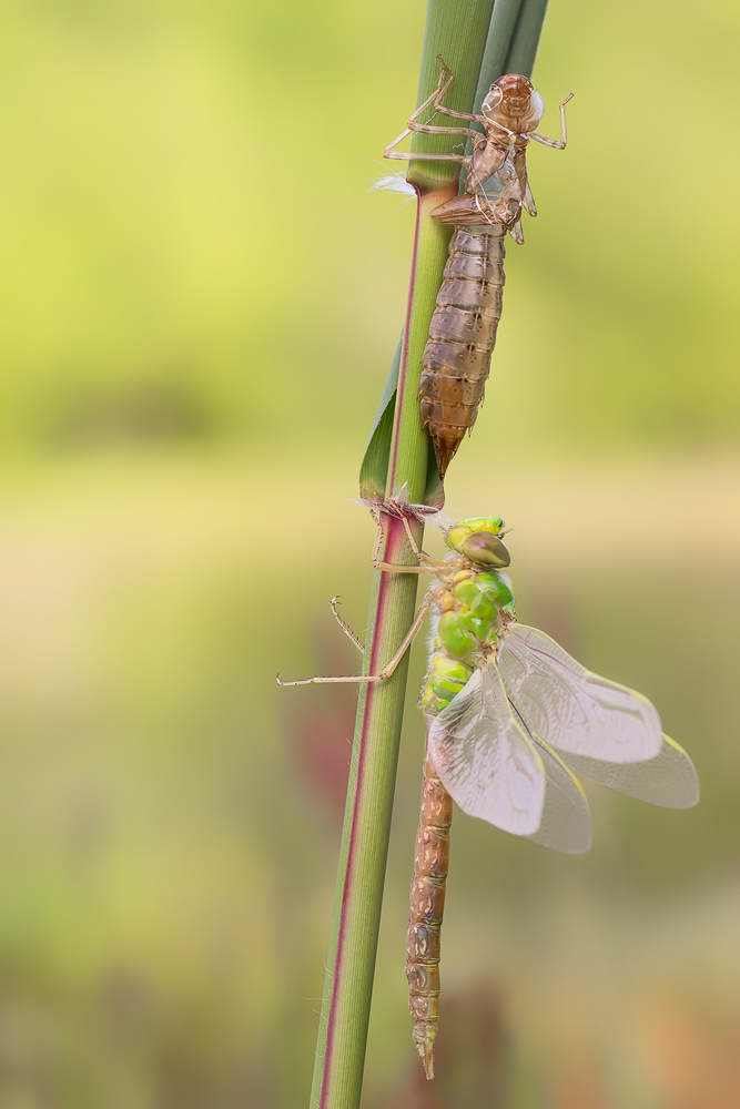 Große Königslibelle (Anax imperator)