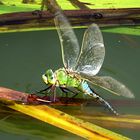 --- Große Königslibelle (Anax imperator) ---