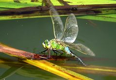 --- Große Königslibelle (Anax imperator) ---