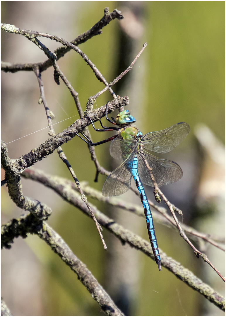 Große Königslibelle - anax imperator-