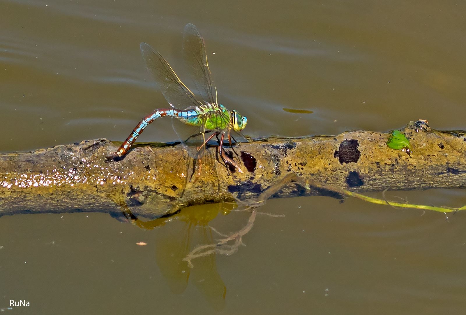 Große Königslibelle - Anax imperator