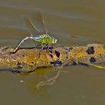 Große Königslibelle - Anax imperator