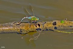 Große Königslibelle - Anax imperator