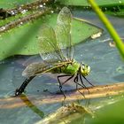 --- Große Königslibelle (Anax imperator) ---