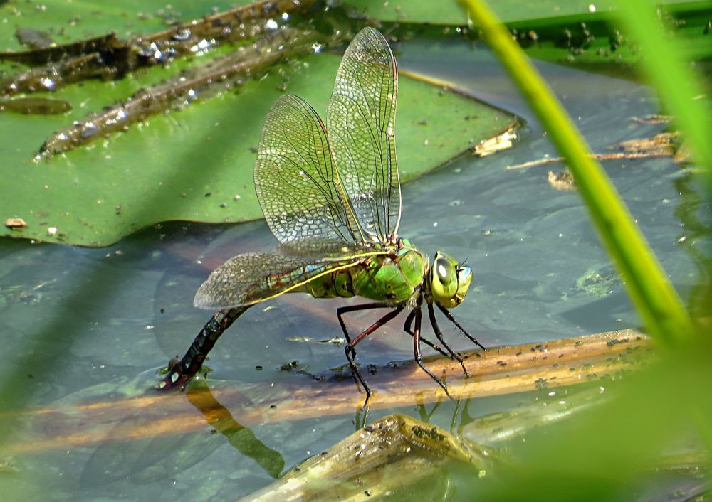 --- Große Königslibelle (Anax imperator) ---