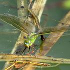 --- Große Königslibelle (Anax imperator) ---