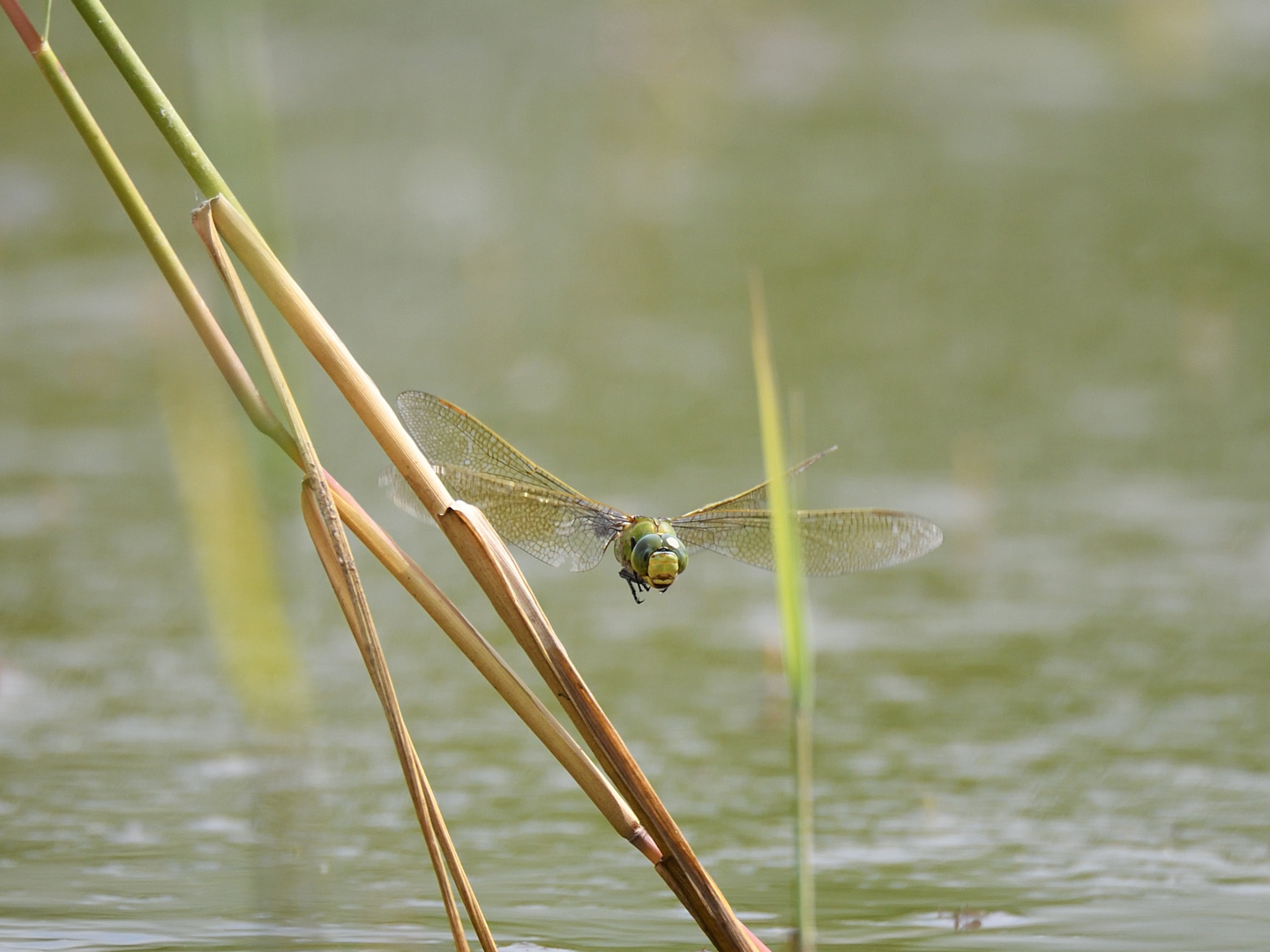 Große Königslibelle (Anax imperator) 56-2016 GB1_0783-2