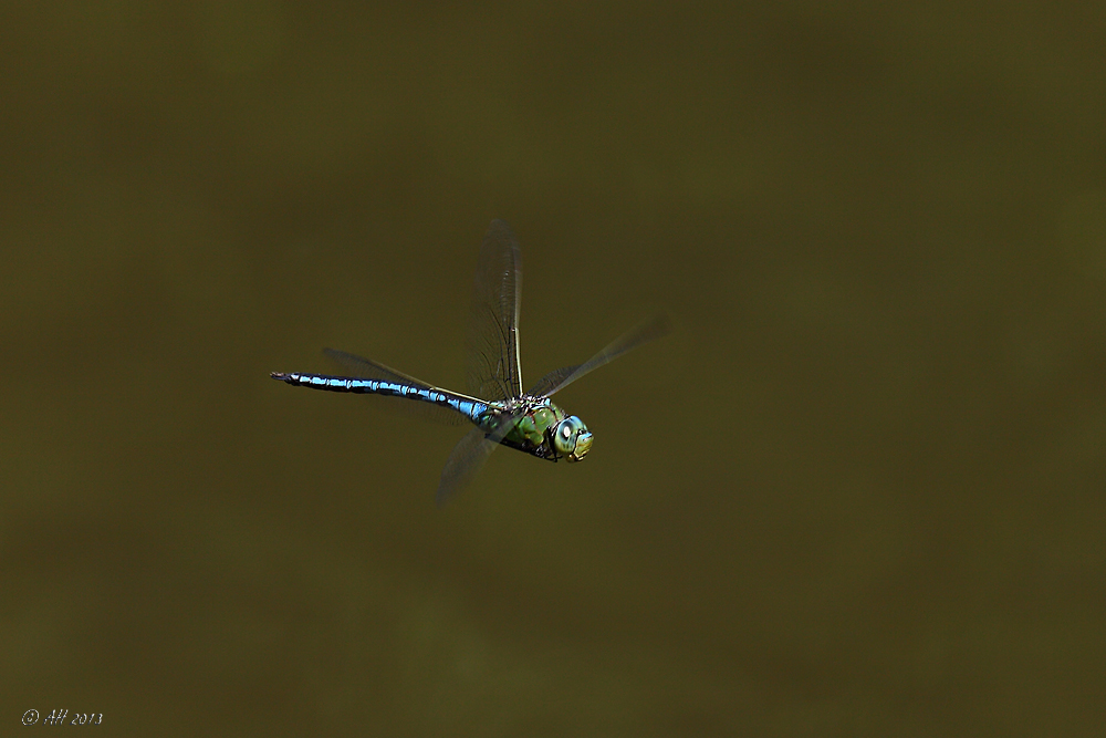 Große Königslibelle (Anax imperator)