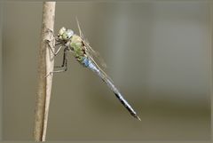 Große Königslibelle (Anax imperator)