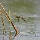 Große Königslibelle (Anax imperator) 57-2016 GB1_0791-1