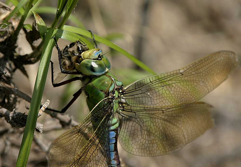 Grosse Königslibelle (Anax imperator)