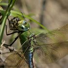 Grosse Königslibelle (Anax imperator)