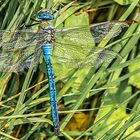 Große Königslibelle, Anax imperator