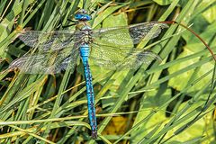 Große Königslibelle, Anax imperator