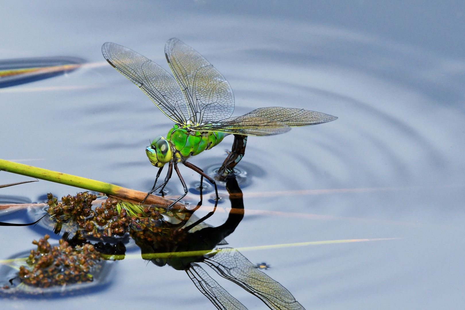 Große Königslibelle ( Anax imperator )