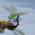 Große Königslibelle ( Anax imperator )