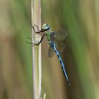 Große Königslibelle (Anax imperator) 60-2016 GB1_0916-1