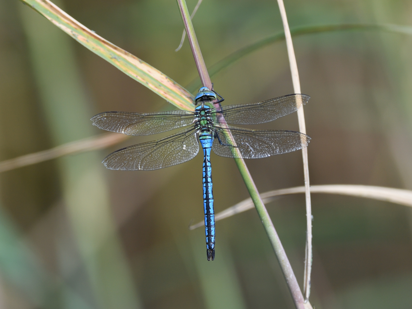 Große Königslibelle (Anax imperator) 61-2016 GB1_1035-1