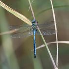 Große Königslibelle (Anax imperator) 61-2016 GB1_1035-1