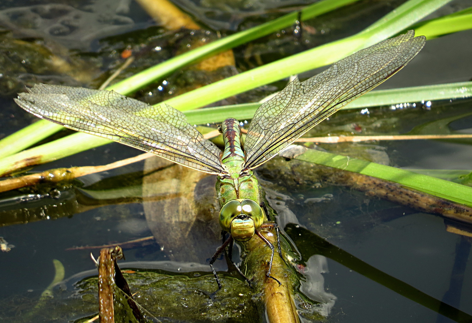 --- Große Königslibelle (Anax imperator) ---