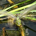 --- Große Königslibelle (Anax imperator) ---