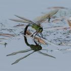 Große Königslibelle (Anax imperator)