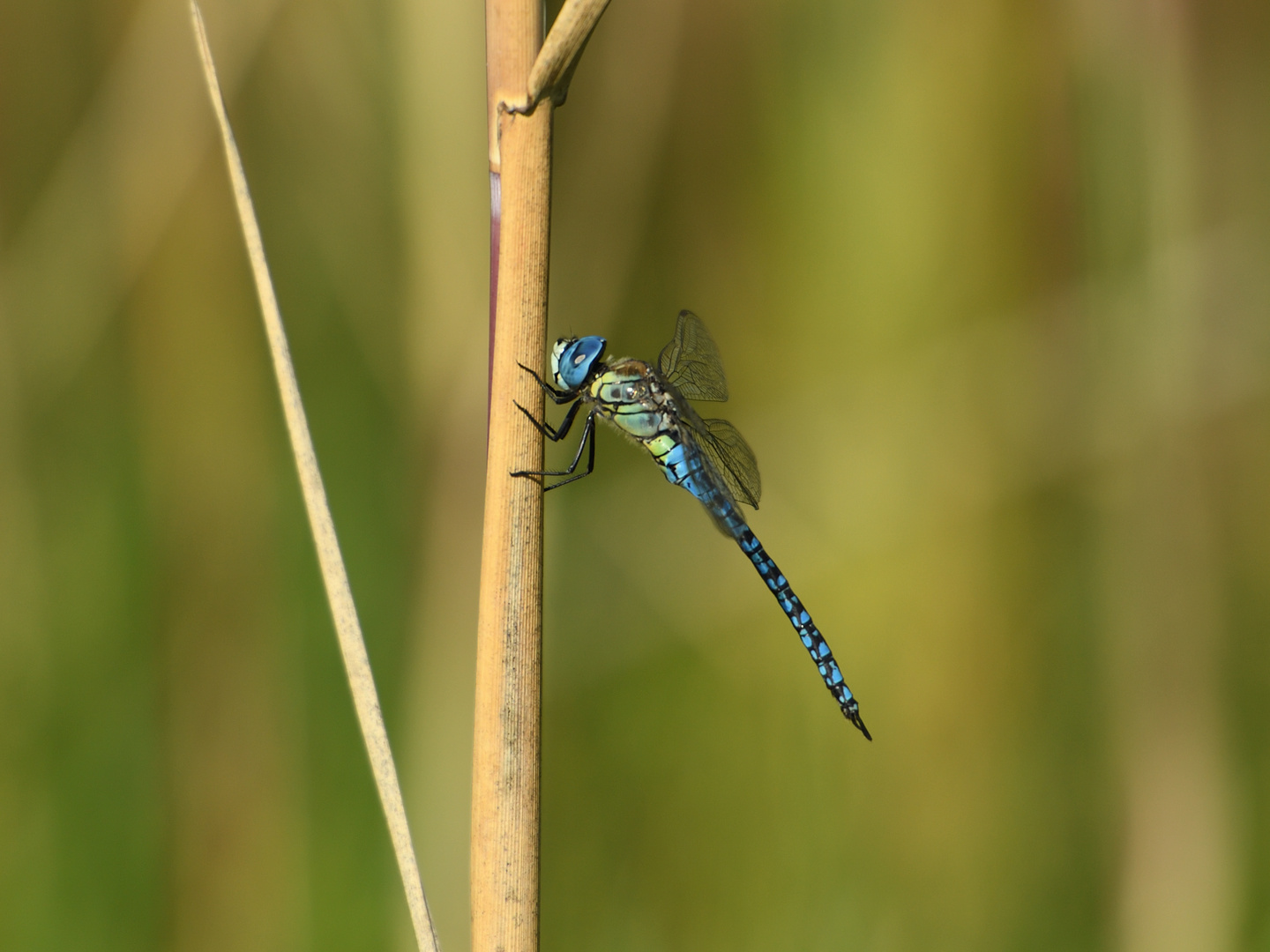 Große Königslibelle (Anax imperator) 70-2016 GB1_6328-1