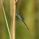 Große Königslibelle (Anax imperator) 70-2016 GB1_6328-1