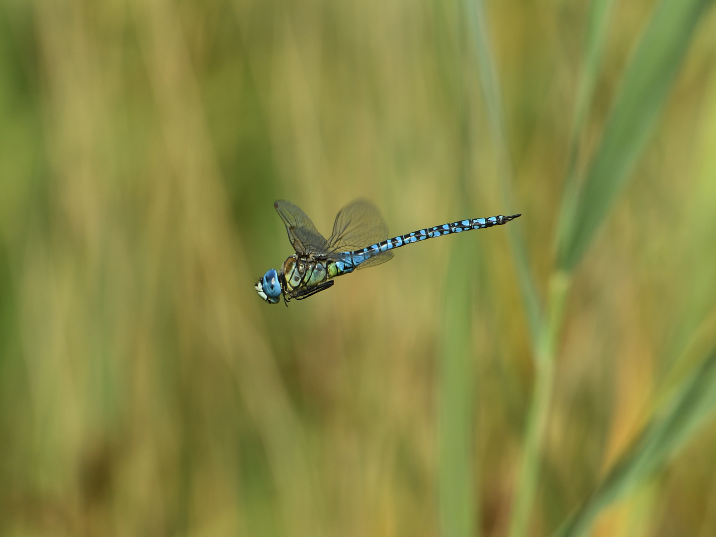 Große Königslibelle (Anax imperator) 71-2016 GB1_6342-1