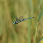 Große Königslibelle (Anax imperator) 71-2016 GB1_6342-1