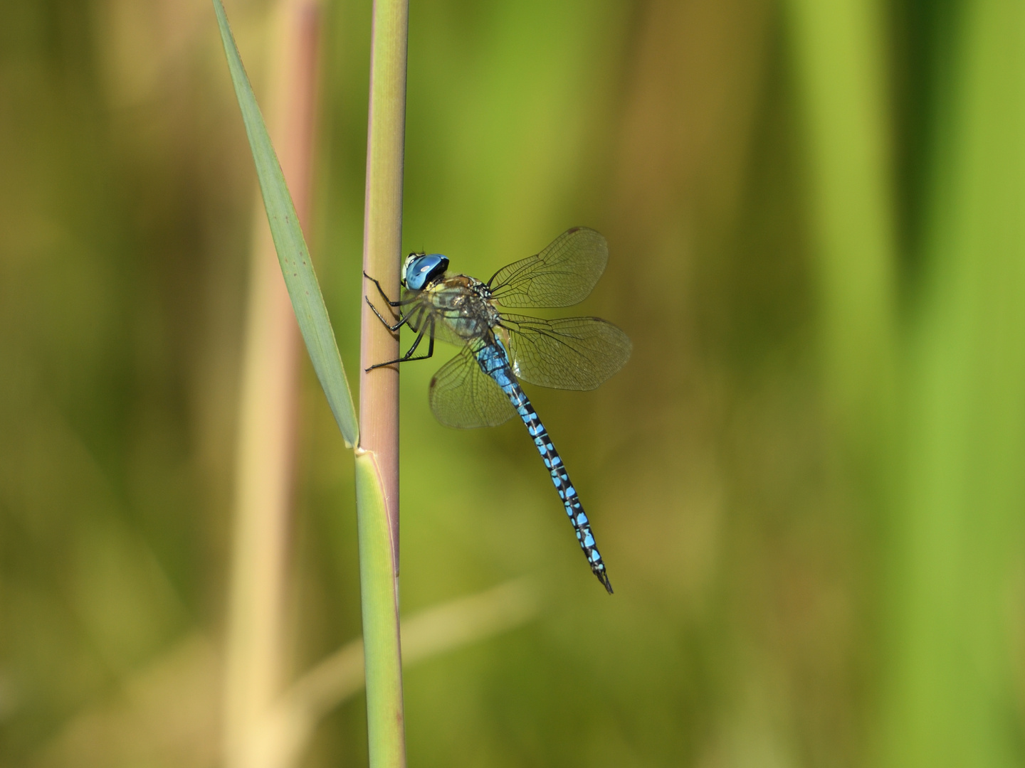 Große Königslibelle (Anax imperator) 72-2016 GB1_6367-1