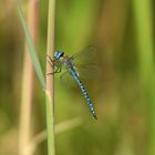 Große Königslibelle (Anax imperator) 72-2016 GB1_6367-1