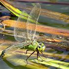 --- Große Königslibelle (Anax imperator) ---