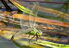 --- Große Königslibelle (Anax imperator) ---