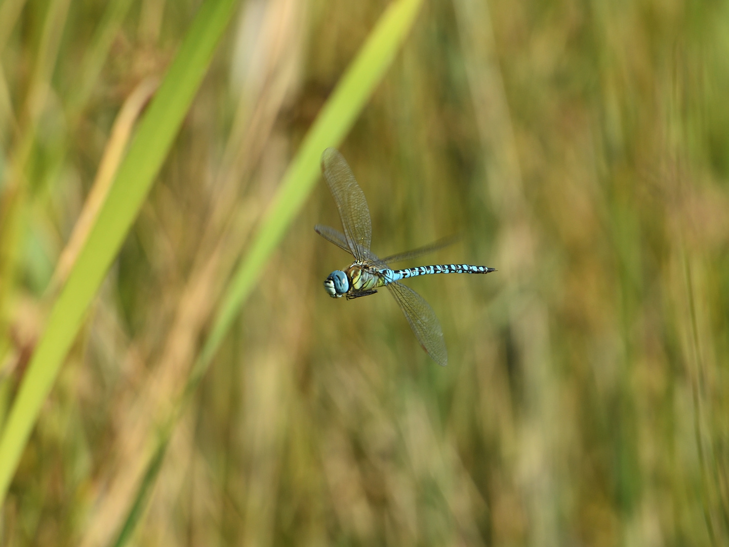 Große Königslibelle (Anax imperator) 73-2016 GB1_6381-1