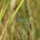 Große Königslibelle (Anax imperator) 73-2016 GB1_6381-1