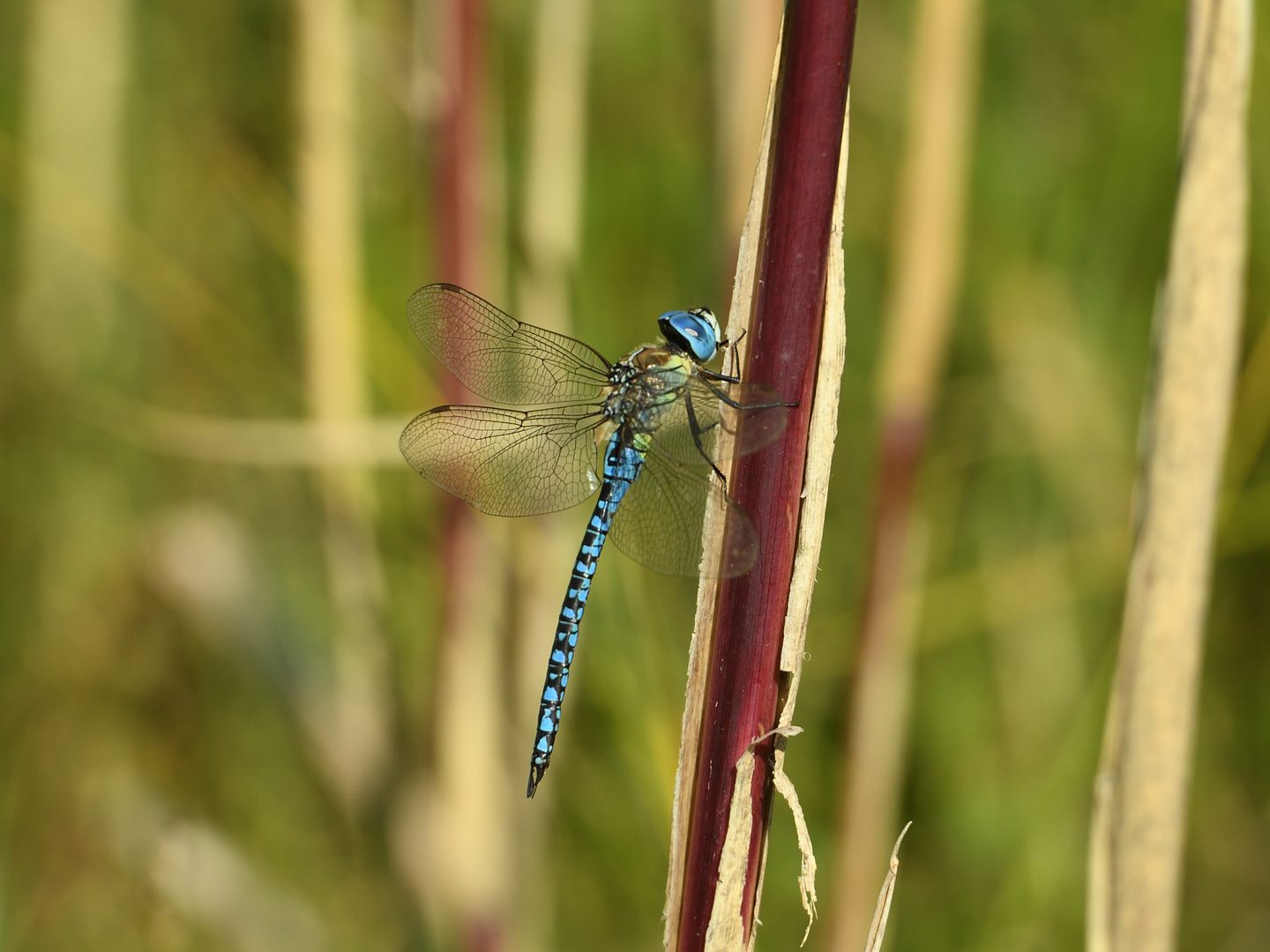 Große Königslibelle (Anax imperator) 74-2016 GB1_6392-1