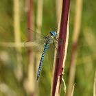 Große Königslibelle (Anax imperator) 74-2016 GB1_6392-1