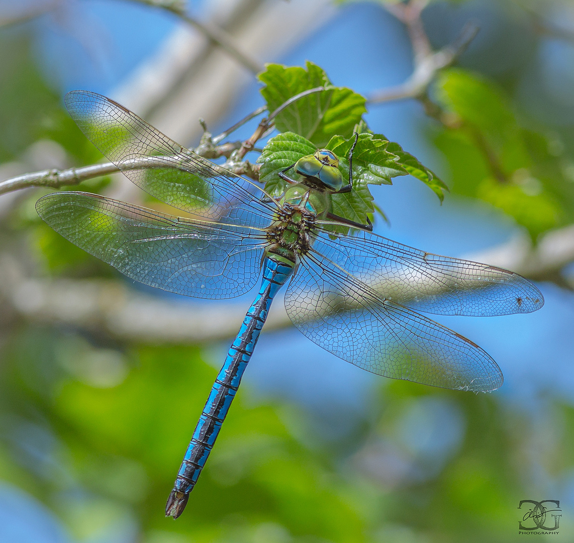 Grosse Königslibelle (Anax imperator)